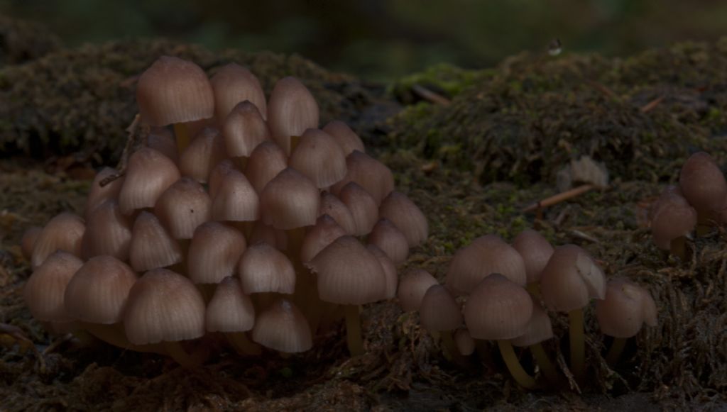 specie da determinare